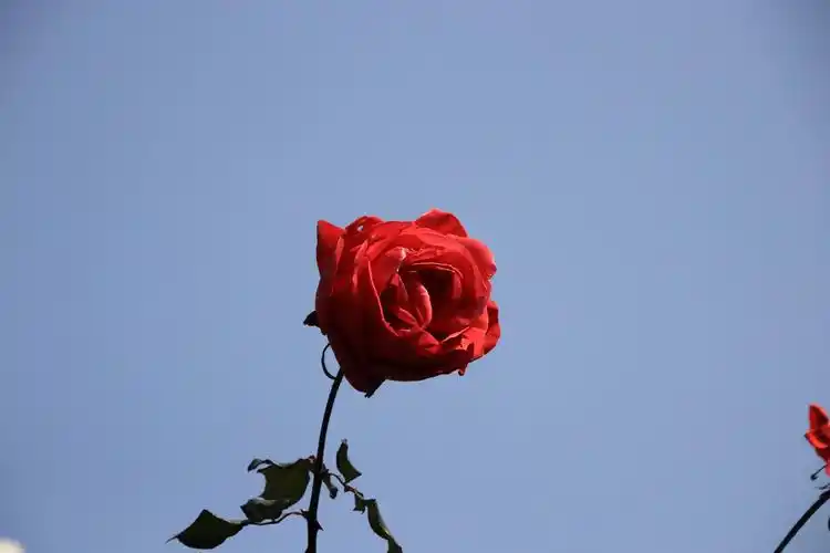 蓝天下的玫瑰云台花园.2021/01/23日拍摄制作lra.