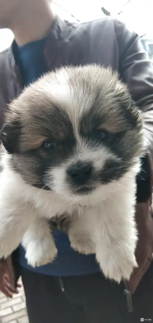 【转卖】2月底出生的小土狗幼犬 待领养