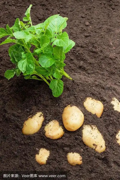 土里的土豆芽和球茎.大丰收的概念.