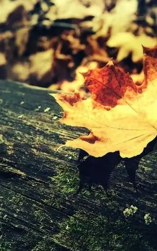 一片叶子唯美意境图片壁纸