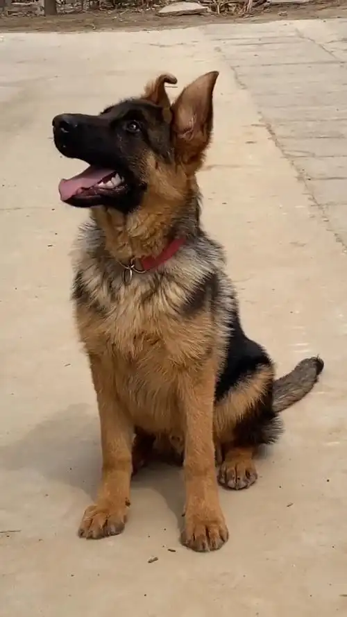 五个月大骨架小德牧样子越来越漂亮了!