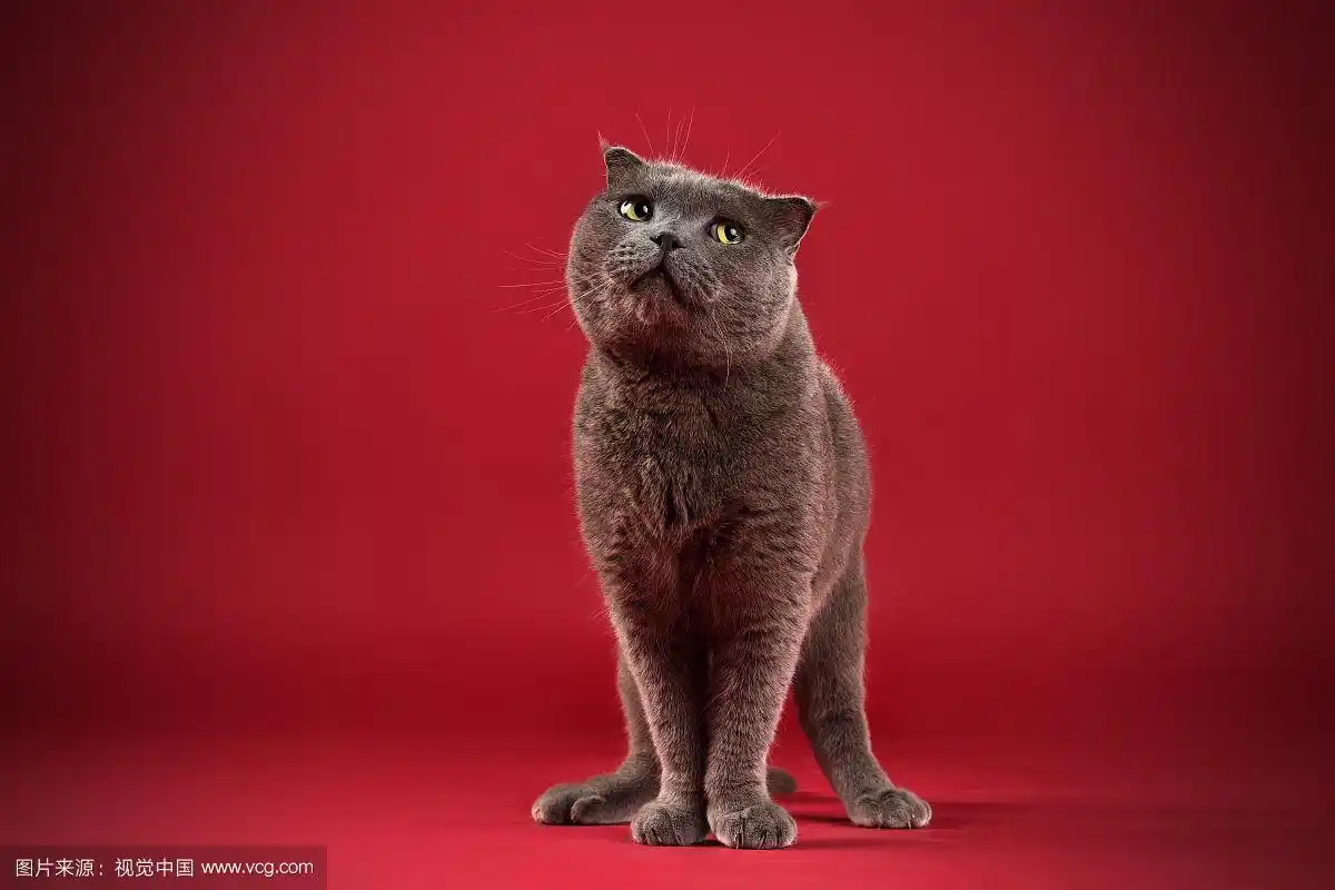 红色背景上的英国短毛猫