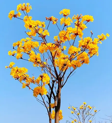 春天在哪里让我们走进春天里感受大自然春的气息春风阵阵凉意春光明媚