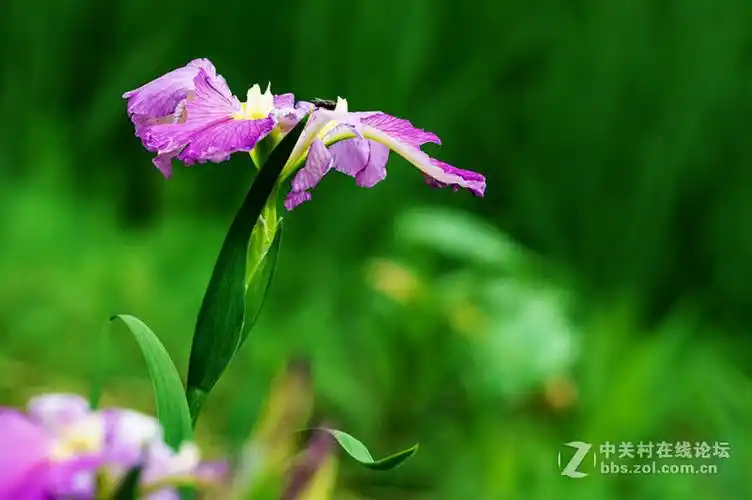 柔美的溪荪鸢尾花