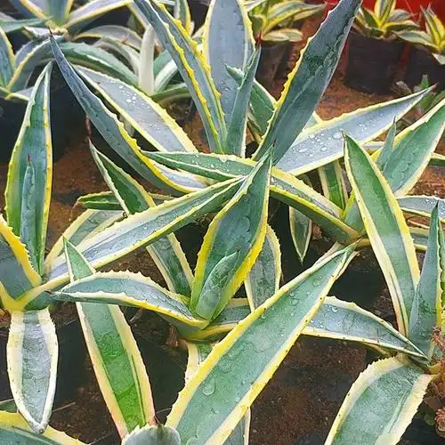 金边龙舌兰(金边龙舌兰的寓意和象征风水)