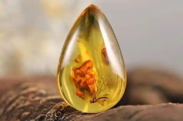 琥珀是什么东西?