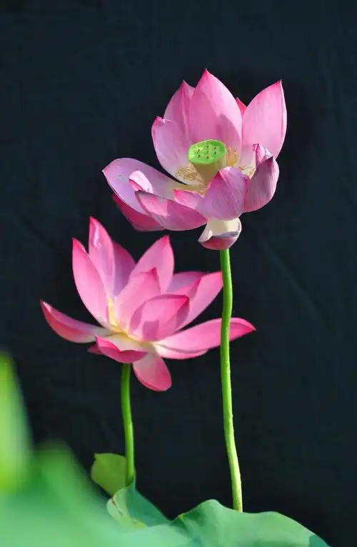 最美不过六月荷:毕竟莲花六月中,风光不与四月同.