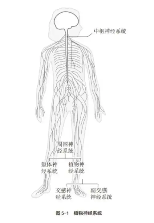 也称为自主神经系统,其神经通路遍布全身.