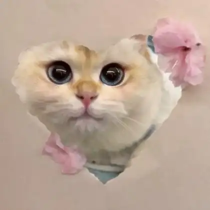 猫的照片可爱头像