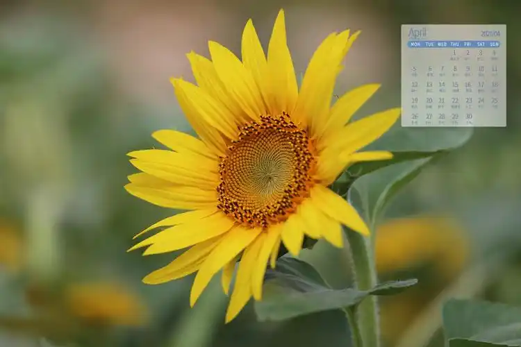 2021年4月春天生机勃勃的自然风光写真日历,月历壁纸-回车桌面
