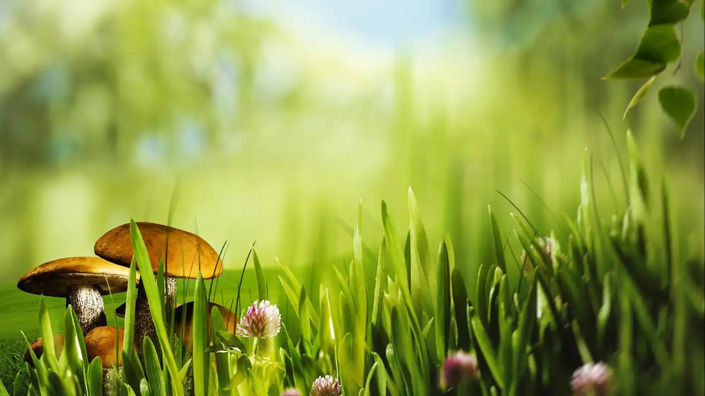 小清新绿叶植物唯美意境高清桌面壁纸_风景壁纸_壁纸下载_美桌网