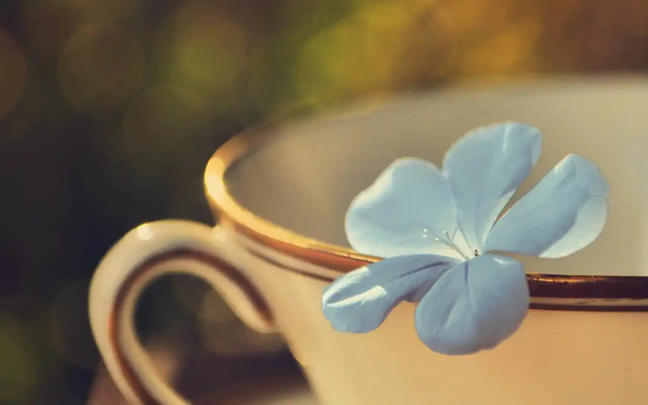 女生最爱的非主流可爱杯子唯美治愈系高清图片素材桌面壁纸下载(一)