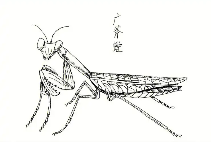 线描  #昆虫  #黑白线描  #黑白  #创意美术