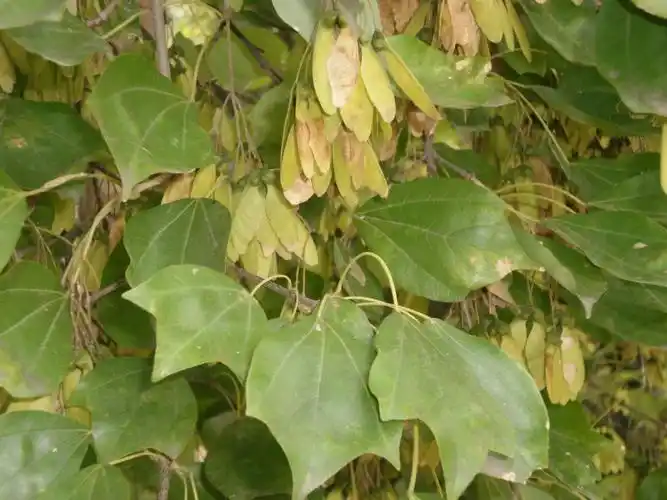 三角槭的形态特征