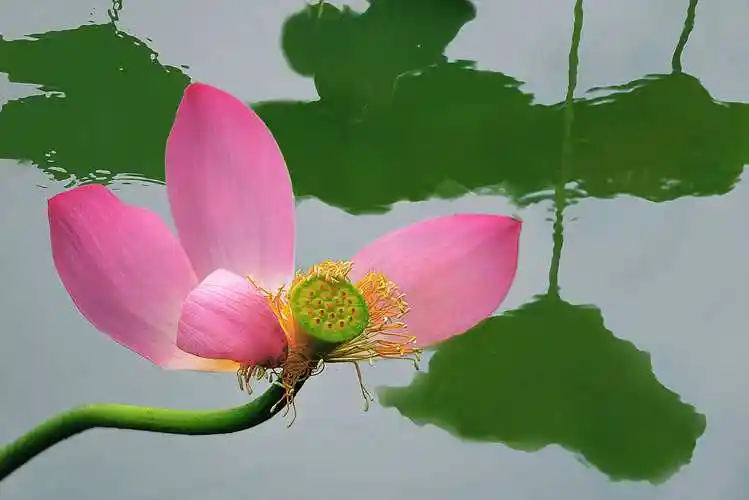徐州沛县夏日雨荷