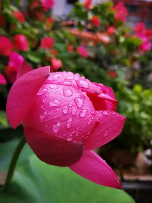 雨后,早晨的荷花