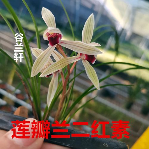 莲瓣兰铭品二红素碧龙玉素心心相印兰花苗浓香花卉带花苞好养易活