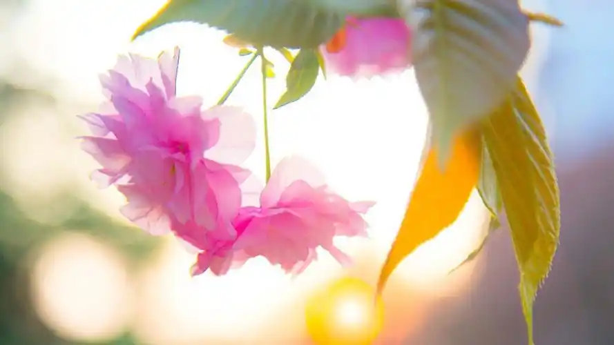 累了治愈心灵67