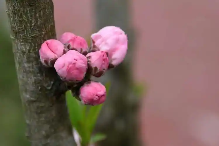 桃花坞里桃花树,桃花树上桃花苞