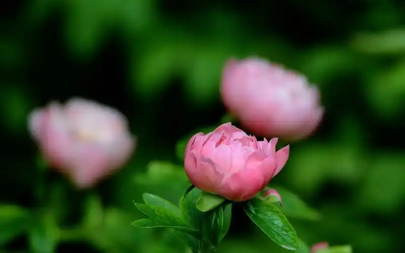首页 桌面壁纸 植物壁纸 各色的芍药花图片高清桌面壁