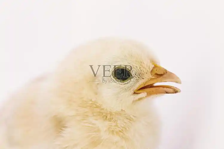 宝宝的小鸡照片摄影图片