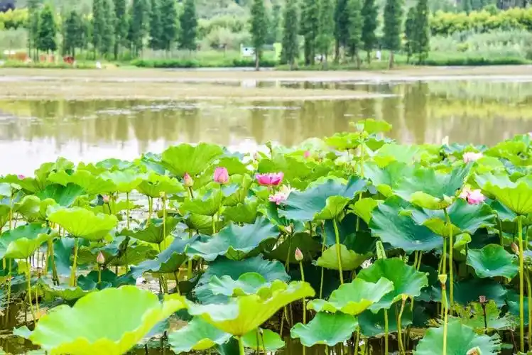 荷花的世界穿过木桥来到对岸像极了中国的传统山水画近100亩的荷塘