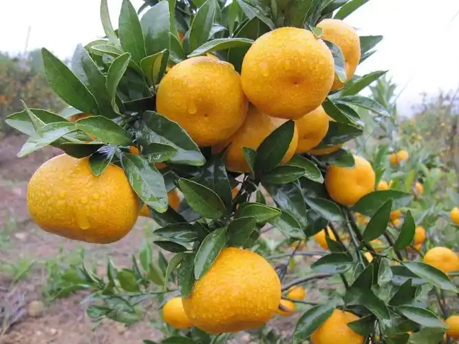 供应广西优质马水桔 新鲜水果 出口马水桔