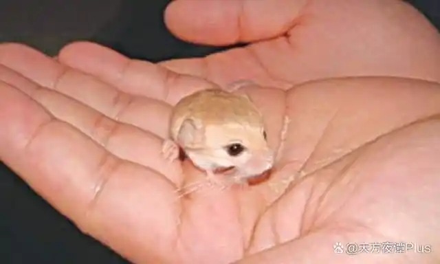 盘点10种世界上最小的动物您觉得适合当作宠物养吗