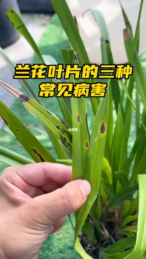 想要养好兰花一定要知道这三种病害