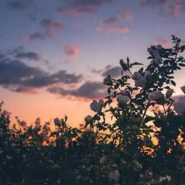 2021新款唯美风景头像