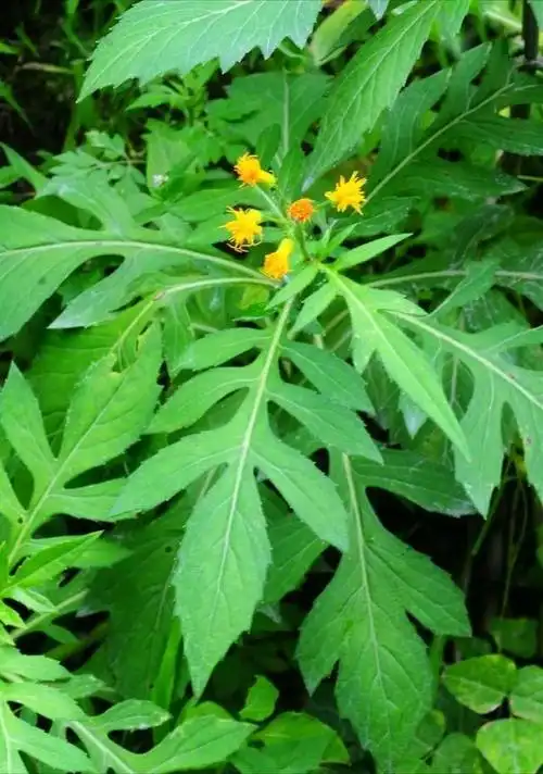 认识中药——土三七