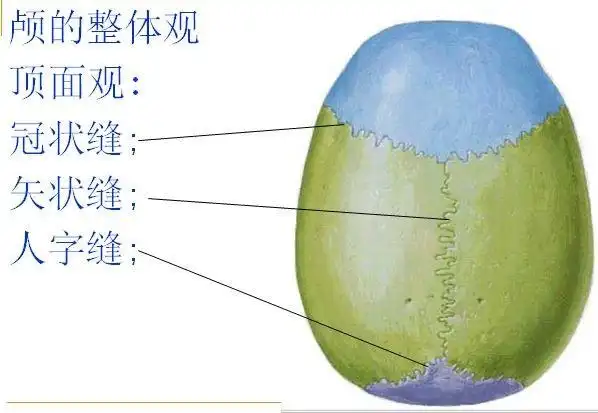 解剖学上颅骨之间借少量结缔组织相连形成的缝隙称作颅缝,如冠状缝,矢