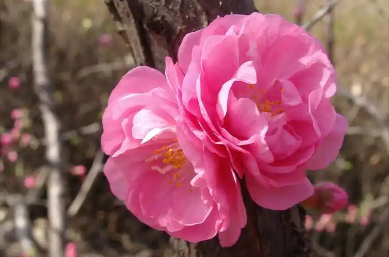 《灿烂魅力小桃红》康术军摄影作品选