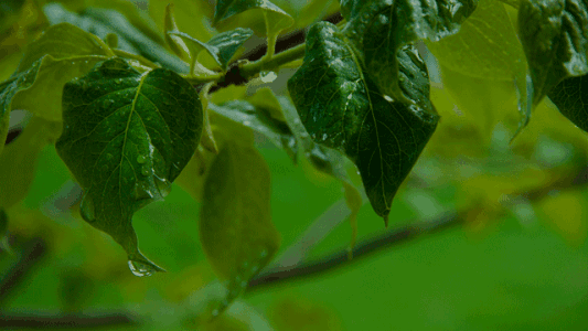 533_300gif 动态图 动图