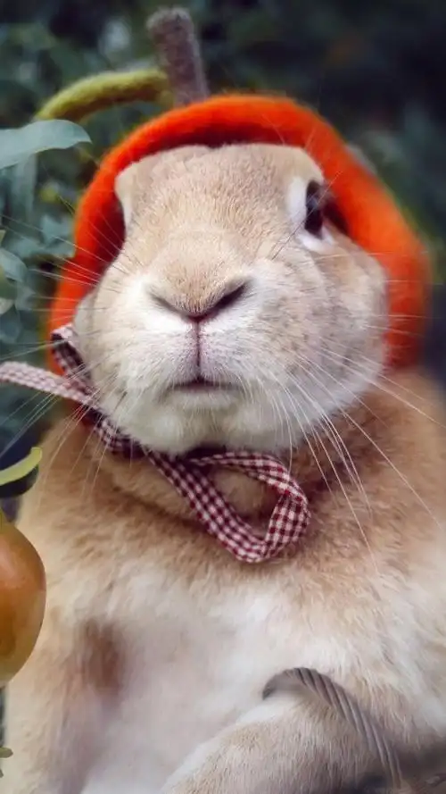 软萌可爱的小兔子高清图片手机壁纸