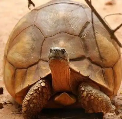 世界上最大的乌龟:象龟,长5米重700斤!