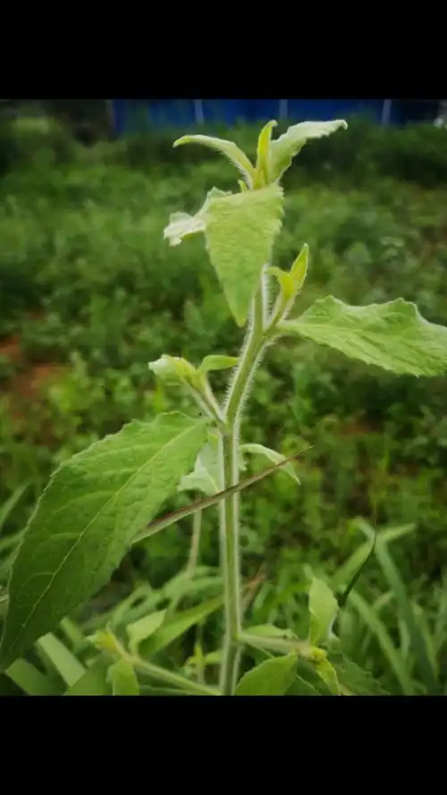 农场野生烟管头草,本地叫野叶子烟,具有极强的抗菌消炎作用