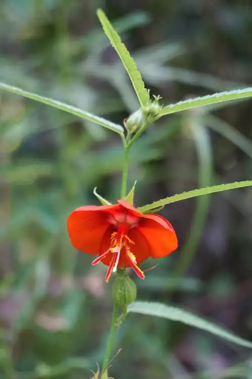 图一  午时花开花.jpg