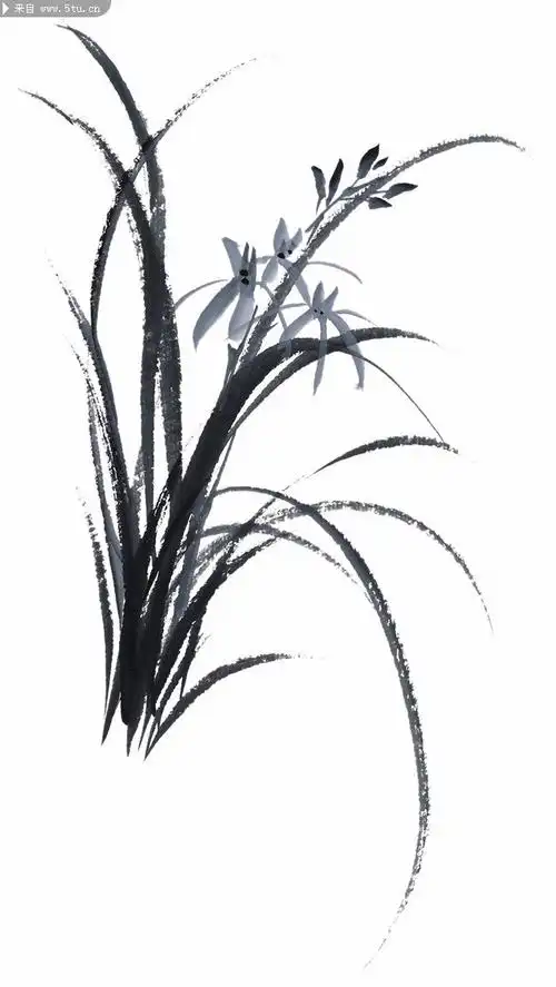20张国画水墨兰花高清图片