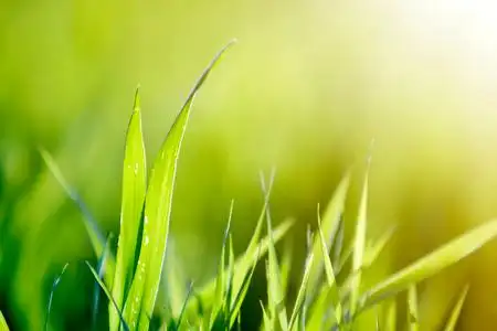 干净,浅绿色的草叶生长在模糊的绿色,波克草背景在阳光明媚的春天或