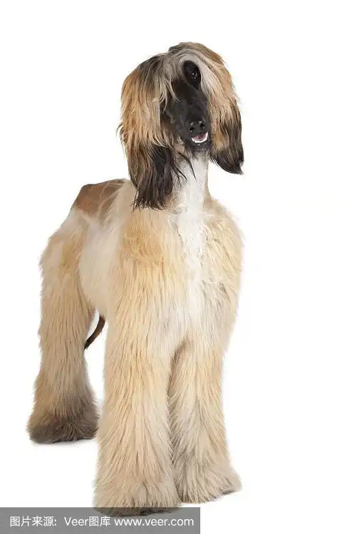 阿富汗猎犬