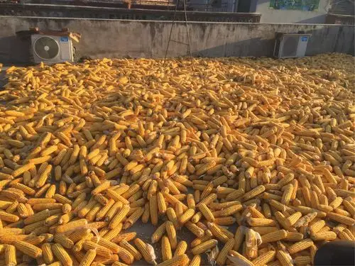 9月23日李圣隆难忘的中秋节和爷爷奶奶爸爸妈妈回老家收玉米