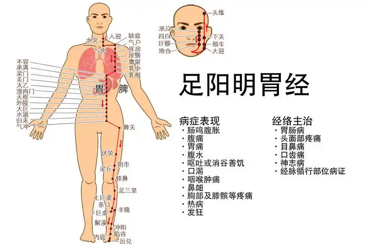 足阳明胃经图片