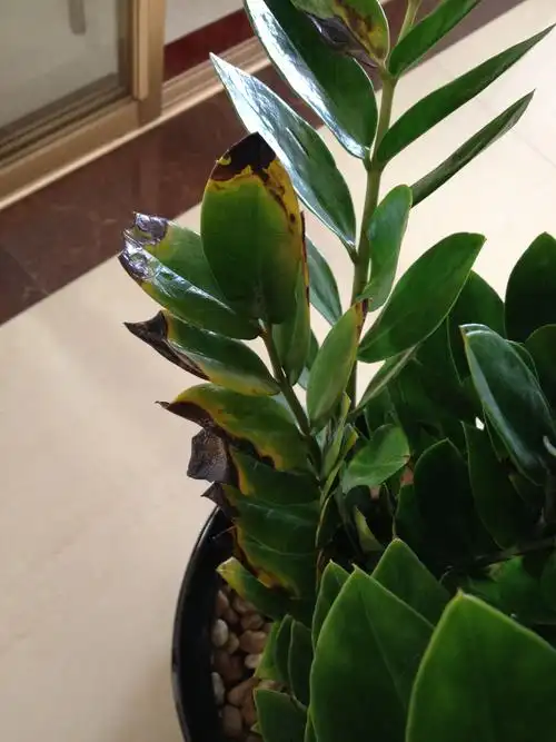 金钱树叶子发黑烂掉,茎也发黑,为什么,怎么办啊?