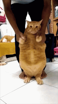 200_356gif 动态图 动图