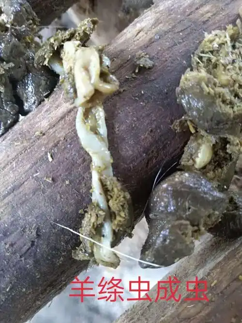 牛羊如何走出冬瘦春死的怪圈