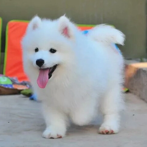 萨摩出售纯种耶幼纯白色雪橇犬幼犬活体宠物宠物狗狗狗