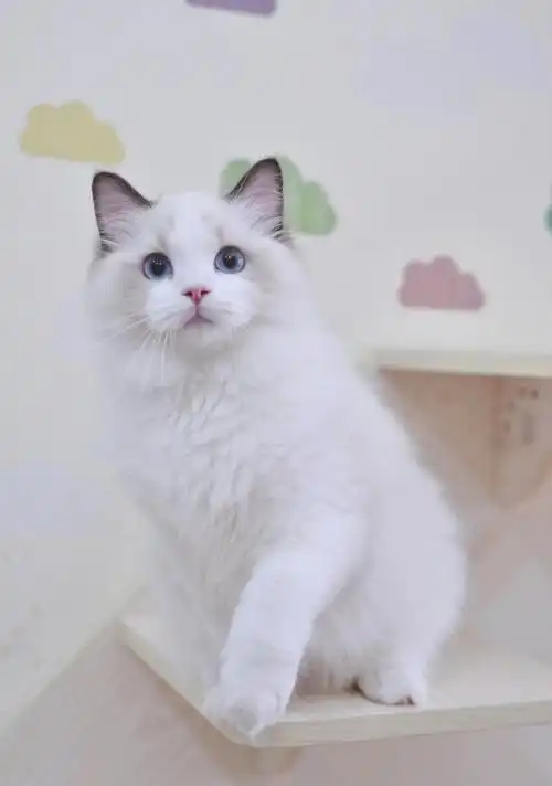 海双色布偶猫弟弟