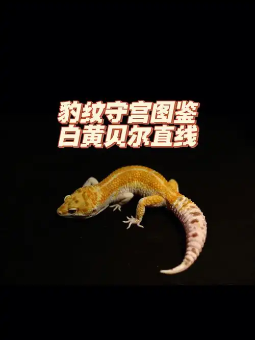 豹纹守宫图鉴白黄贝尔直线