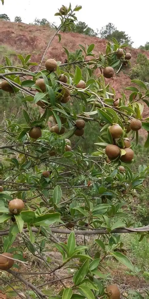 野生山茶花果实